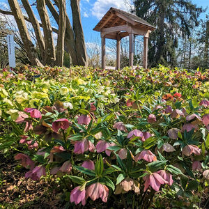 Volunteering in the Ambler Arboretum